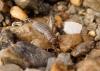 Pseudomogoplistes vicentae septentrionalis